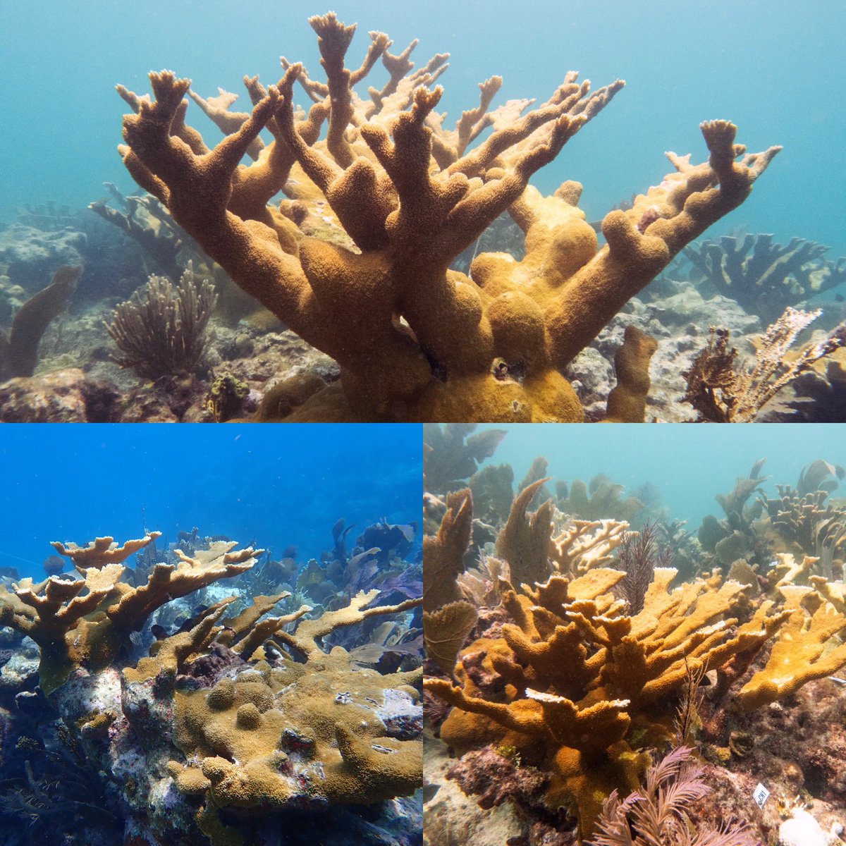 Liv (Williamson) Liberman, Ph.D. tweet media