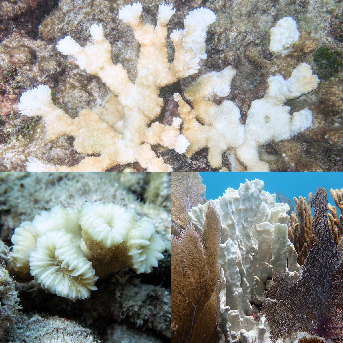 Liv (Williamson) Liberman, Ph.D. tweet media