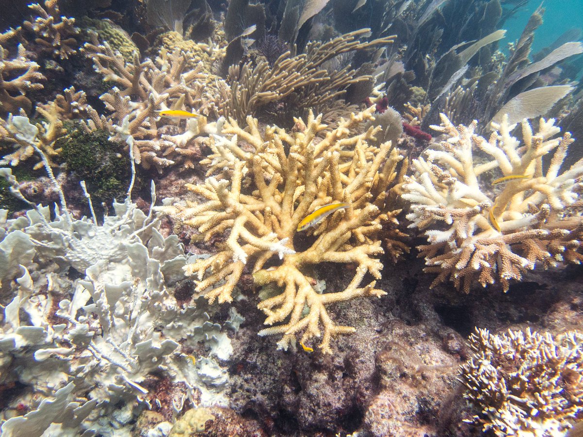 Liv (Williamson) Liberman, Ph.D. tweet media