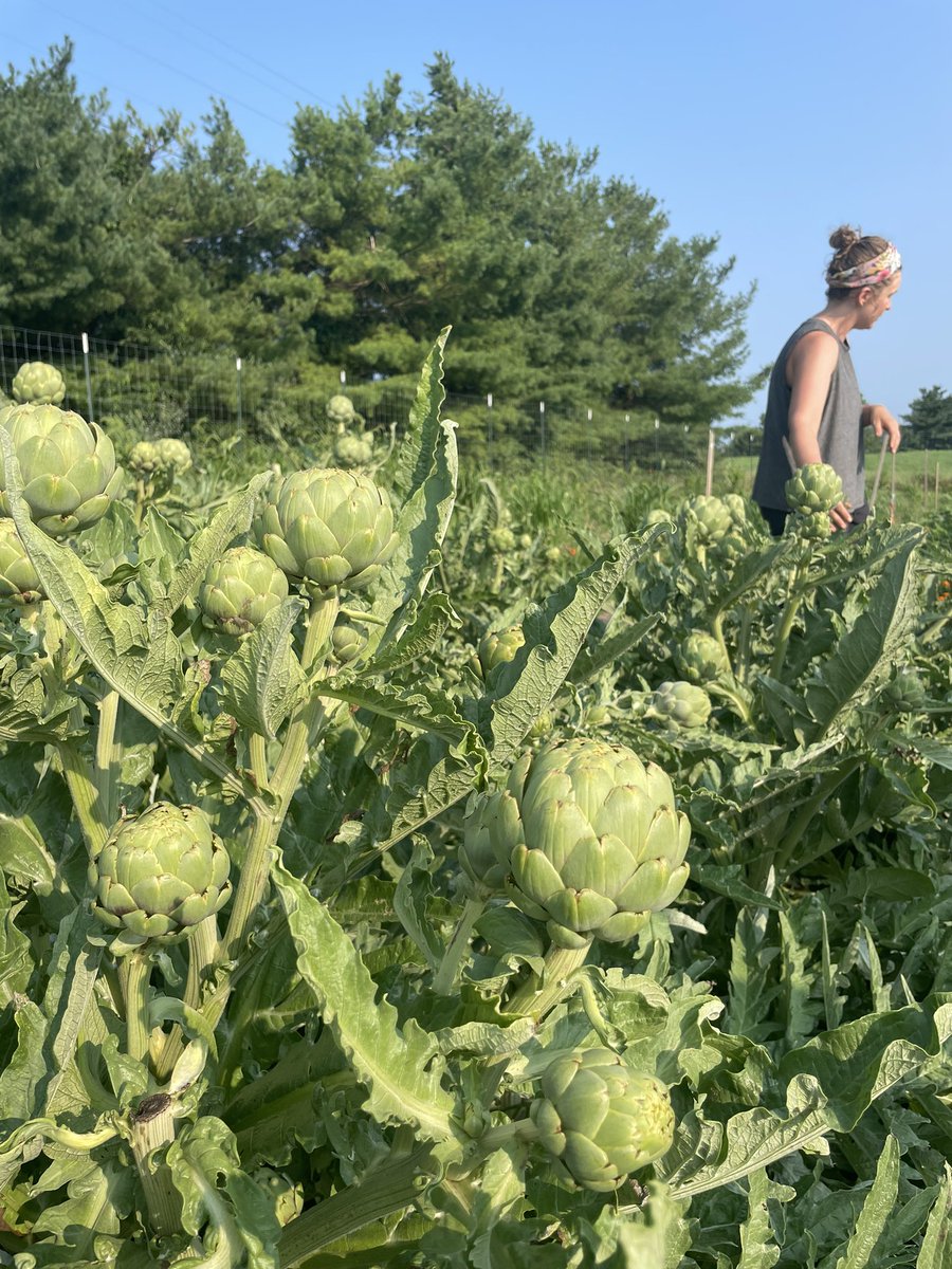 We hosted a walk & talk on our hospital farm @AugustaHealthVA #Farmers talked about soil health , regenerative techniques & certification for natural growing Docs talked about #microbiome, #fiber, & plant diversity in the diet free community cooking class next week🧑🏽‍🍳