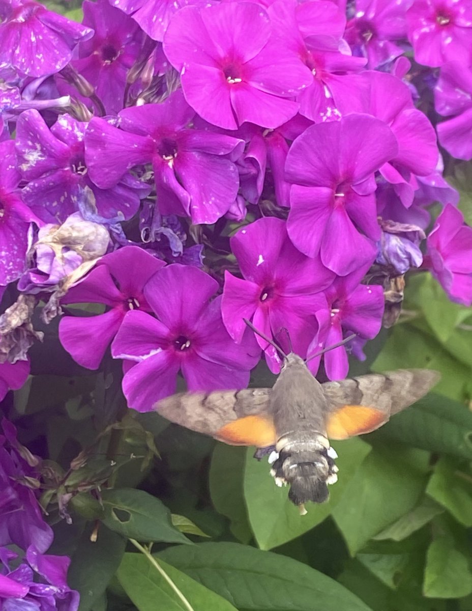 TheGreenJeanie's tweet photo. Fabulous to see this beautiful #moth in the garden today. Feeding on #nectarrich #phlox. #hummingbirdhawkmoth https://t.co/ot8Nz0oL0X