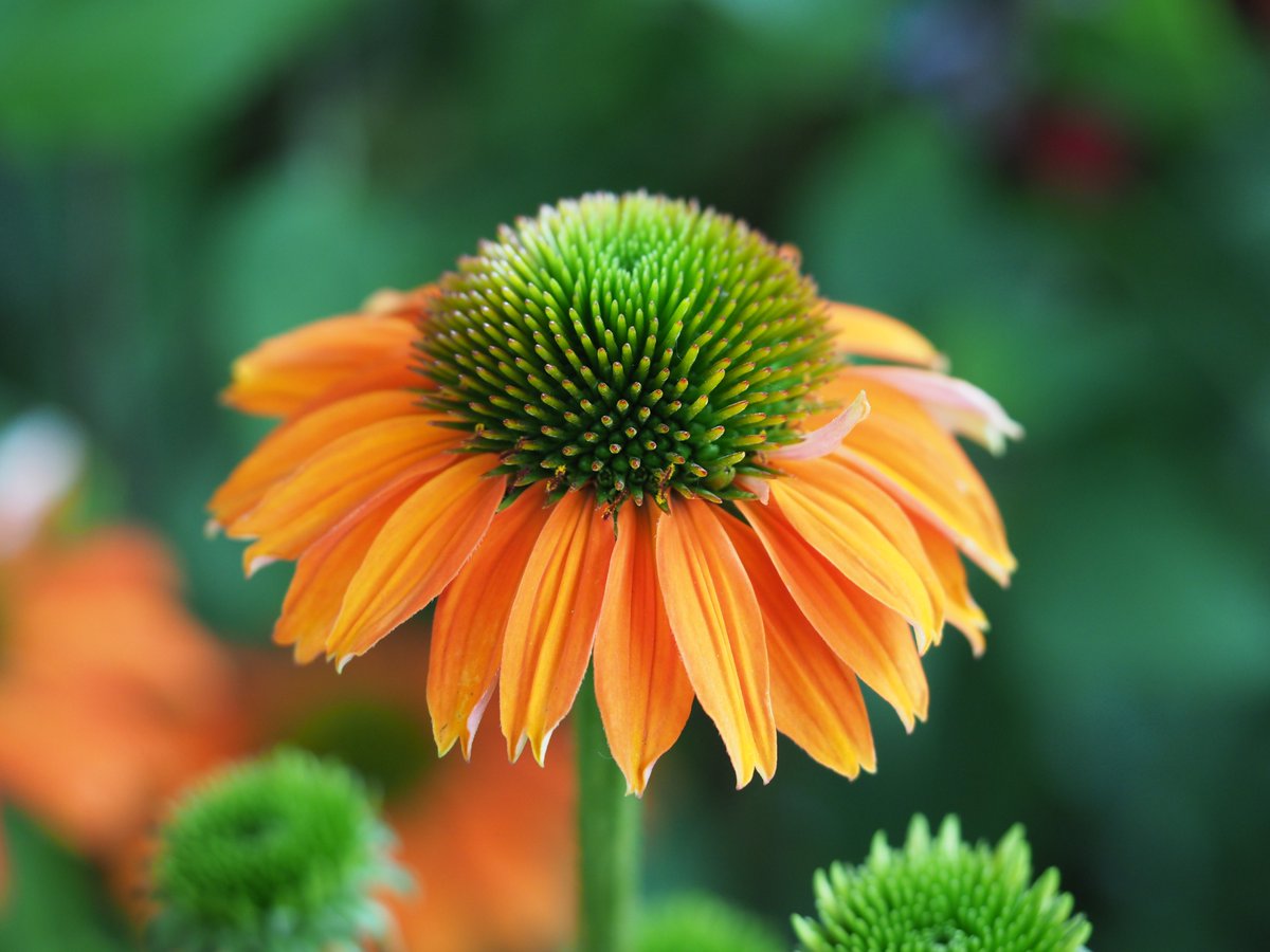 Taking a moment to appreciate a flower. Have a good evening 🙏 #RHSHamptonCourt