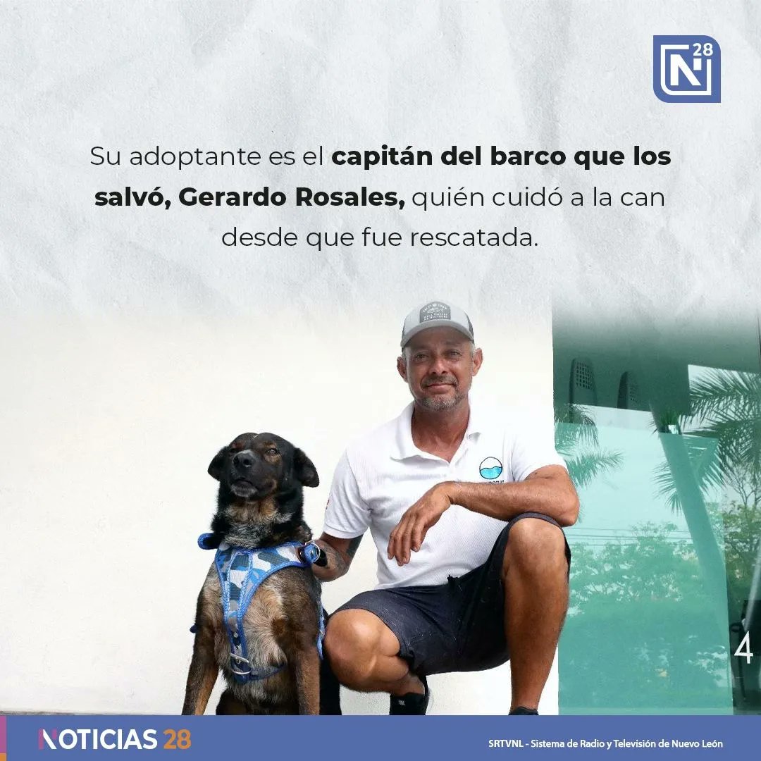 Noticias28nl's tweet photo. 🐶Te presentamos 6 datos curiosos de "Bella", la can que le hizo compañía al náufrago australiano Tim Shaddock en el Océano Pacífico.

#Noticias28 #Bella #Shaddock #OcéanoPacífico https://t.co/grtO86bPwy