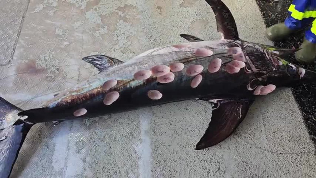 Dr. Solomon David (@solomonrdavid) on Twitter photo STUNNING (in the skin-crawling sort of way) attack by cookie cutter sharks on a swordfish! newsweek.com/fisherman-shoc…
“Fisherman Shocked After Reeling in Swordfish Covered in Strange Round Holes”
🗡️🐟🍽️🍪🦈😬 📸T.K. Walker STUNNING (in the skin-crawling sort of way) attack by cookie cutter sharks on a swordfish! newsweek.com/fisherman-shoc…
“Fisherman Shocked After Reeling in Swordfish Covered in Strange Round Holes”
🗡️🐟🍽️🍪🦈😬 📸T.K. Walker