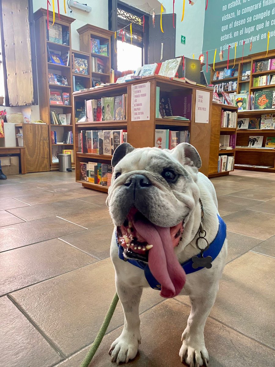 ProveedoraOf's tweet image. ¡Hoy es Día del Perro! 🐶🥺
Para celebrarlo tendremos sorpresas para ellos en nuestra sucursal Alcalá 🎁 ¡córranle! 🏃🏃‍♀️

También les recordamos que todas nuestras tiendas son pet friendly y puedes ir con tus perritos cuando quieras 🥰 #LibrosParaTodos