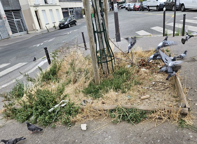 Quel élu(e) peut considérer que créer un tel environnement de vie est acceptable <a href="/EricPliez/">Eric Pliez</a> <a href="/MxSauvage/">Maxime Sauvage</a> <a href="/MartinBussy/">Martin Bussy</a> <a href="/Anne_Hidalgo/">Anne Hidalgo</a> <a href="/egregoire/">Emmanuel Grégoire</a> ? Comment est-il possible de mépriser autant les Parisiens ? 🤬#saccageparis
