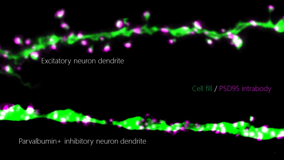 @rhuganir and I are delighted to share our new preprint on calcium permeable-AMPA receptors in PV interneurons! Why are there so many CP-AMPARs in this particular GABAergic cell-type? Why are PV interneurons typically lower in feature selectivity? Read on! x.com/biorxiv_neursc…