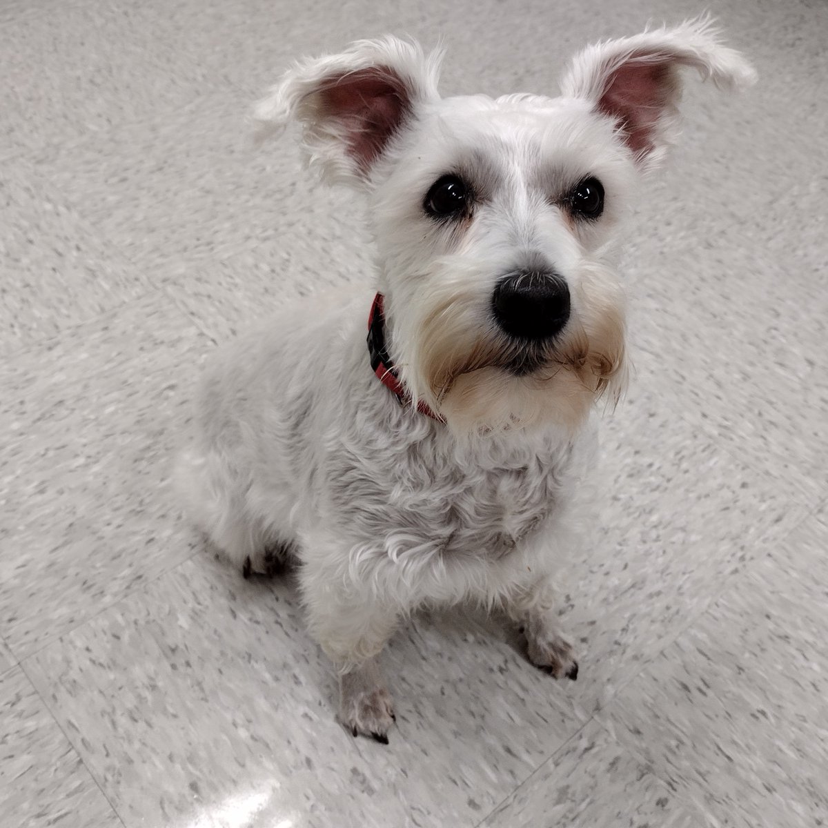 centrecodogs's tweet photo. It was loads of fun getting to work with Betsy! https://t.co/BNeb5abQ5I