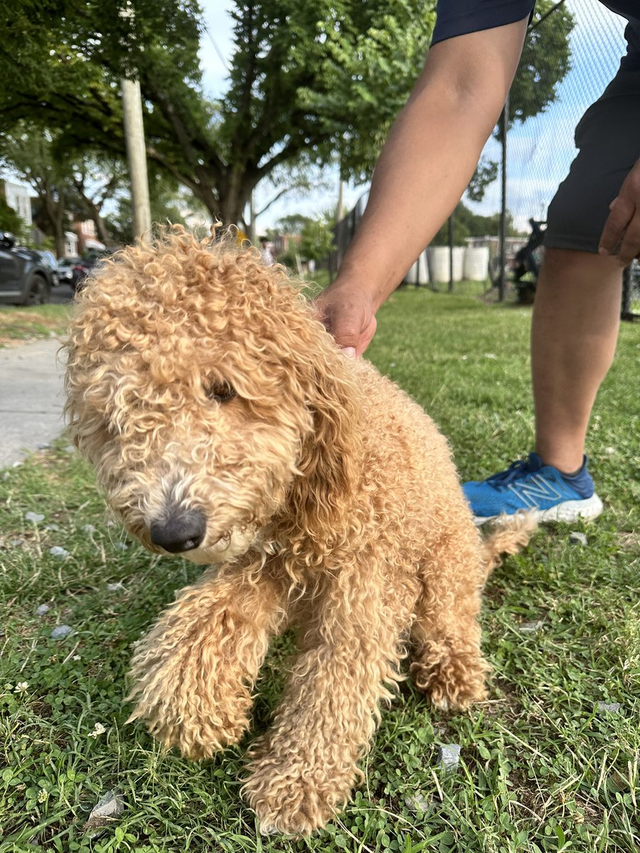 Dr. Danielle Carnival tweet media