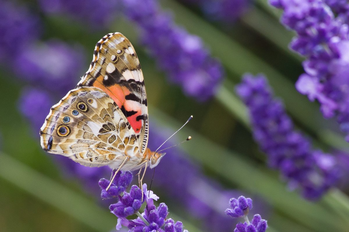 Two of the lavender bushes in our little Norfolk garden have a stronger purple colour than the others.
They're getting a lot of attention from bees - and butterflies like this Painted Lady.
#BigButterflyCount  #SaveButterflies