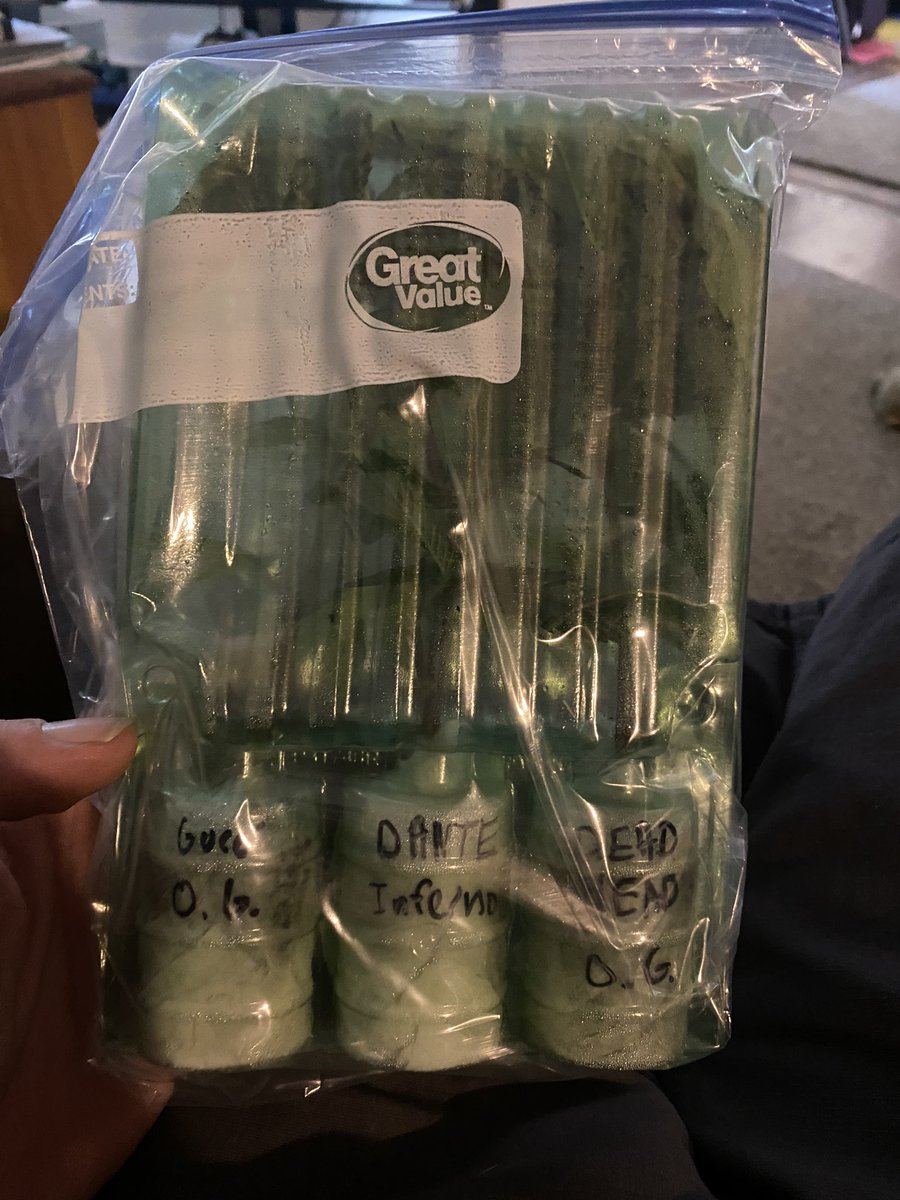 JTHEHYBRIDwolff's tweet photo. The ladies have arrived for the party Gucci OG Dantes inferno Deadhead OG S/O @GROWERCOALITION @WoWCrypto and @OneStopGenetics Check them out best sales and service around #CannaLand #cannabisculture #Mmemberville https://t.co/hsB1LPbADd