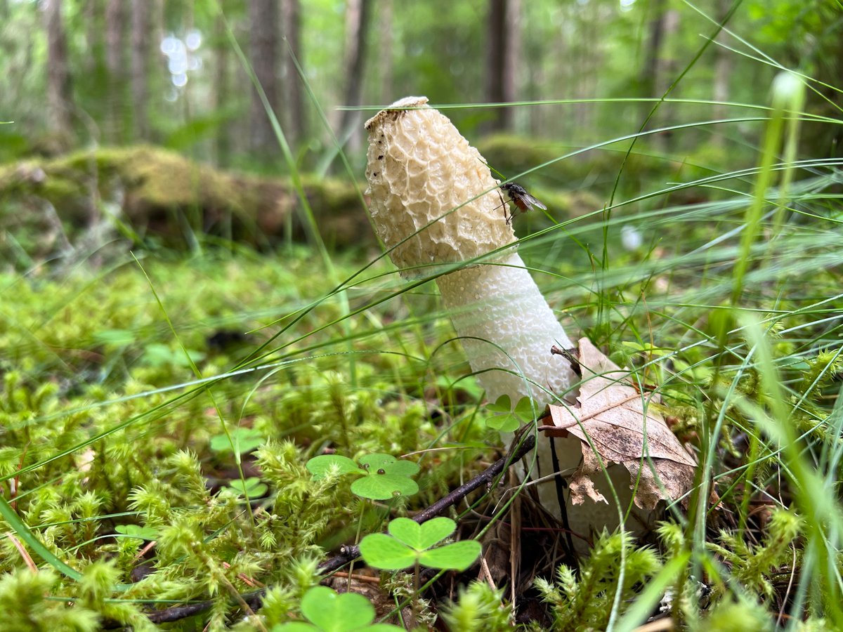 Stinkhorn, Blair Atholl, July 2023 #FungiFriday