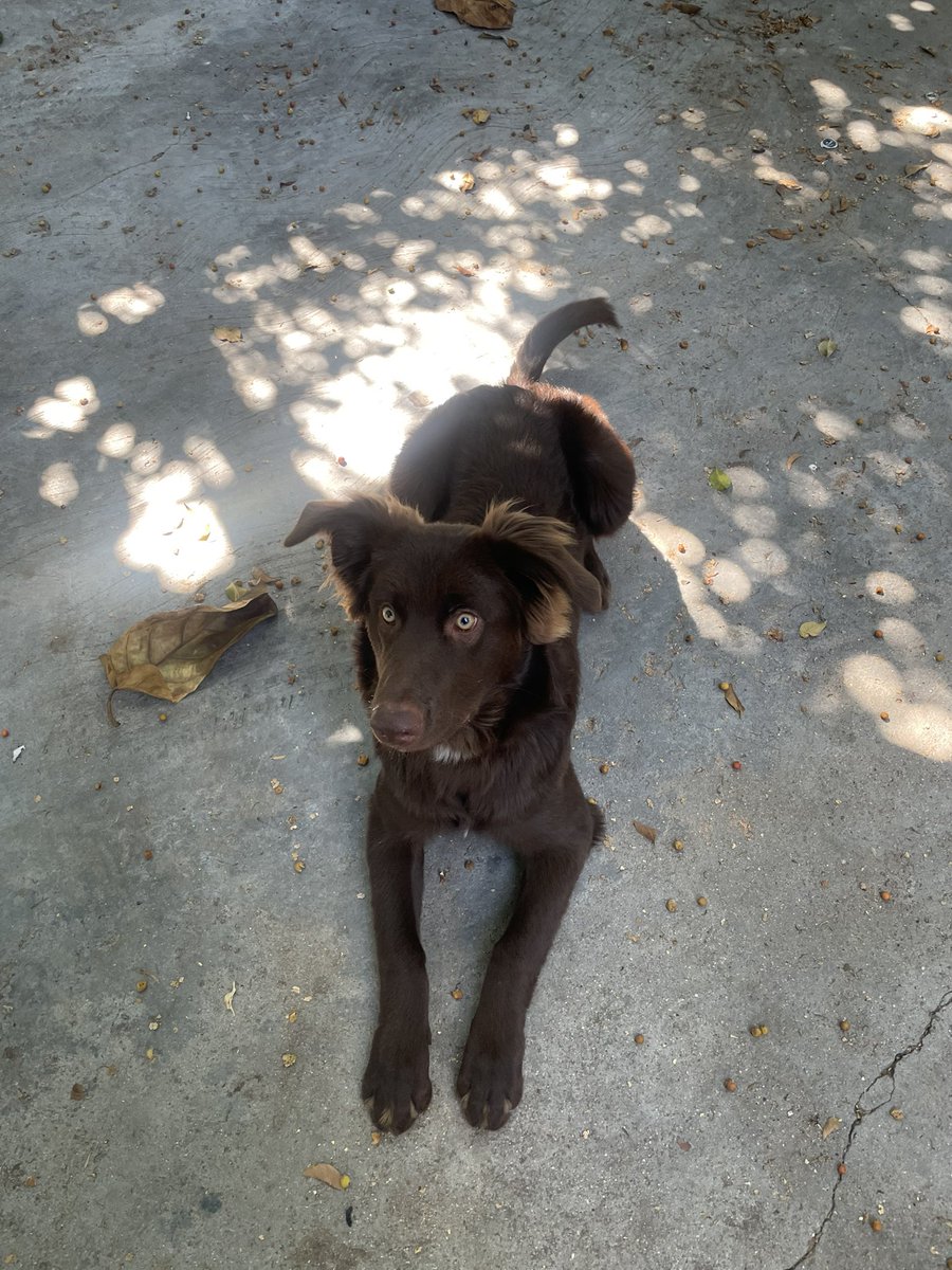 panda_bubba's tweet photo. My sisters dog is so cute. https://t.co/m4d9NzUBOa