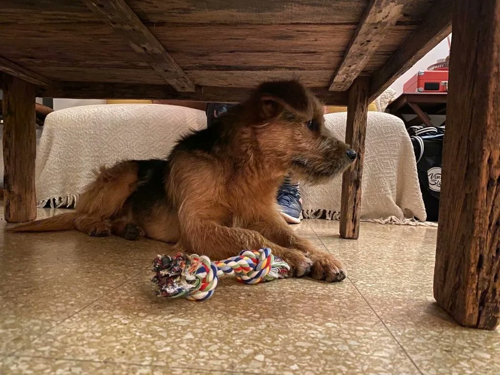 SolchiR's tweet photo. @SoyVete Al fin puedo sumarme a estos hilos 😍
Les presento a Capitán Beto, mi gran amor recién rescatado! Esperemos que sea muy feliz 💖 https://t.co/5t3FgbvsDK