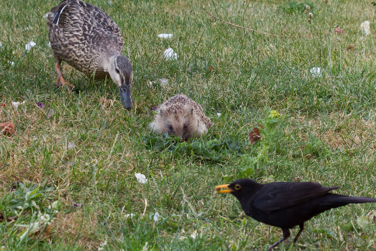 At dusk - three garden visitors: