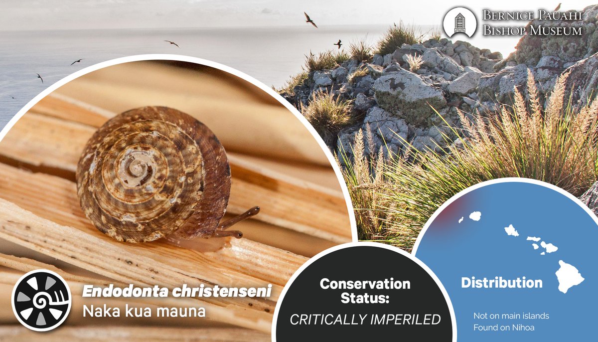 PacificSnail's tweet photo. Endodonta christenseni, the last extant species of an endemic Hawaiian genus. Discovered in 1923 by researchers on the island of Nihoa, it remained unnamed for nearly a century. https://t.co/7HehuUk0UO
