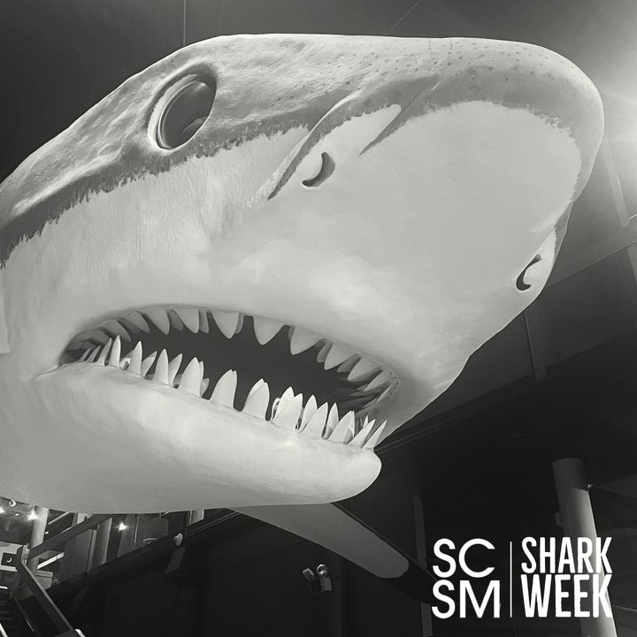 SCStateMuseum's tweet photo. Happy (Finn) Friday! 🦈 

Even though Finn has been a huge (literally) part of the museum since we opened 35 years ago, the giant shark didn't have an official name until our 25th anniversary! 

#SCStateMuseum #SharkWeek https://t.co/rBdh7pPkwK