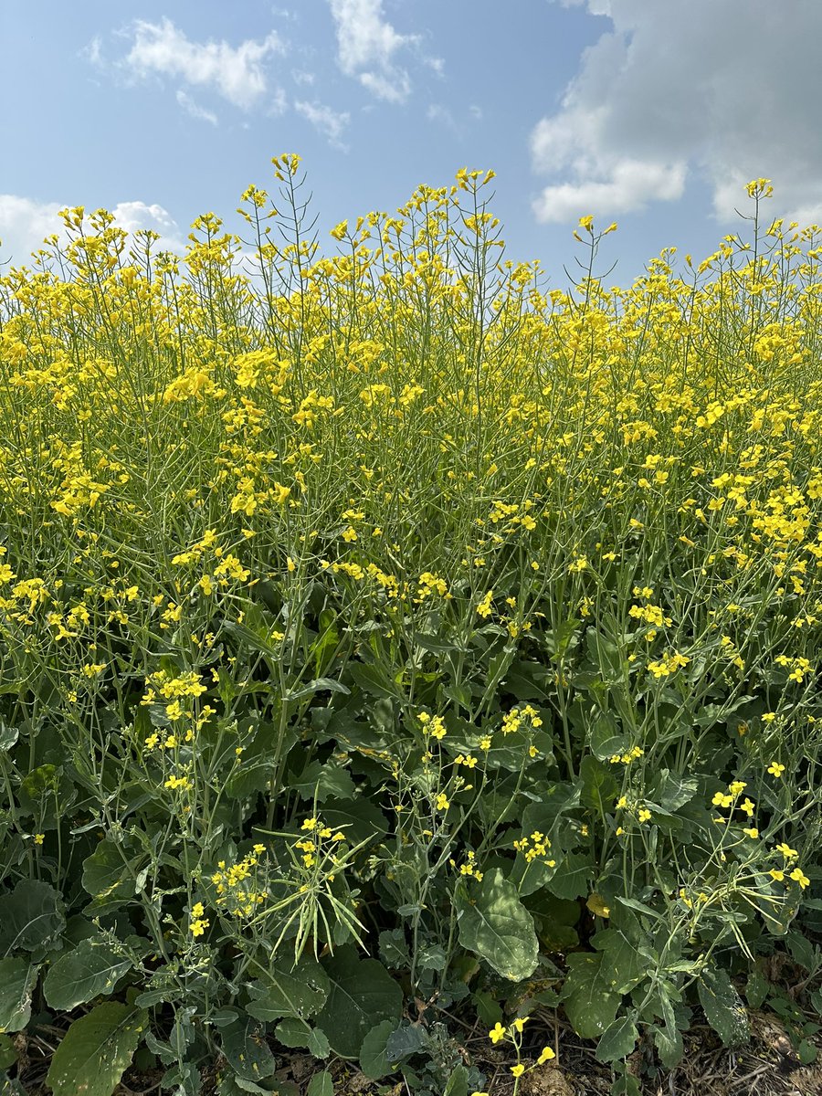 Are you an #InVigor Health grower? Or interested in growing a specialty oil hybrid? InVigor L358HPC* will be part of our 2024 line up.  Check with your local <a href="/BASFAgSolutions/">BASF Agricultural Solutions Canada</a> Rep to see an InVigor Health DST in your area. 
*pending registration