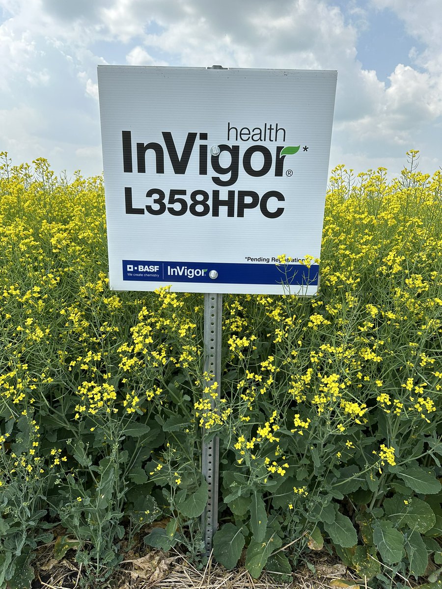 AllanaLewchuk's tweet photo. Are you an #InVigor Health grower? Or interested in growing a specialty oil hybrid? InVigor L358HPC* will be part of our 2024 line up.  Check with your local @BASFAgSolutions Rep to see an InVigor Health DST in your area. 
*pending registration https://t.co/x78248Jj4p