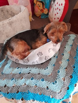 millypod1's tweet photo. 🆘19 JUL 2023 #Lost TIGGY #ScanMe
OLDER Tan/black Yorkshire Terrier Male
Bald patch on neck.  PLEASE SHARE.
#Langney area of #Eastbourne #EastSussex #BN23 https://t.co/TnQUBrzUWO https://t.co/kkwJXkx5kB