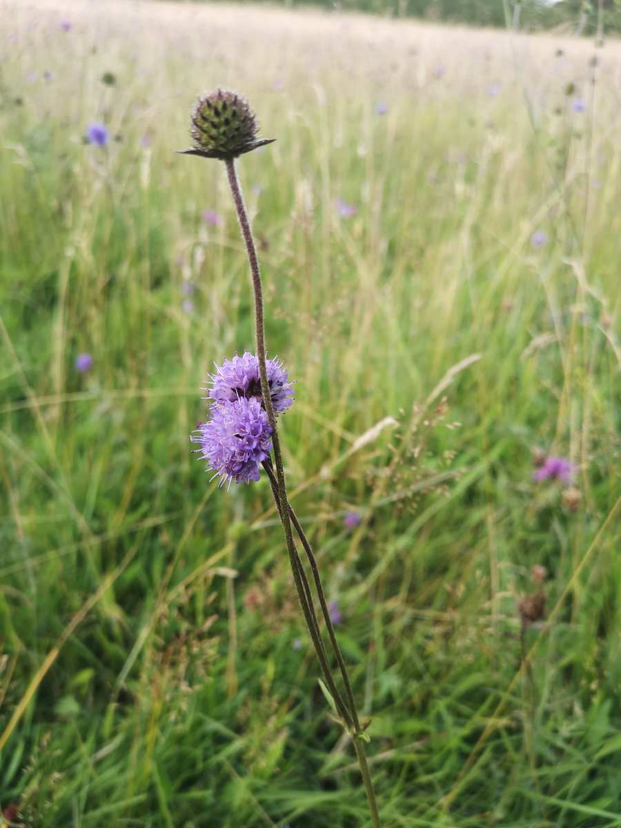 Livvy Drake tweet media