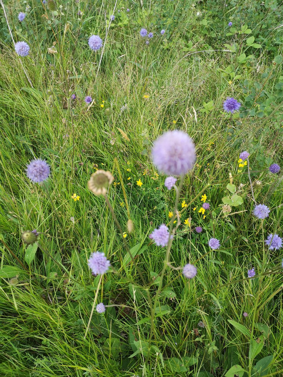 Livvy Drake tweet media