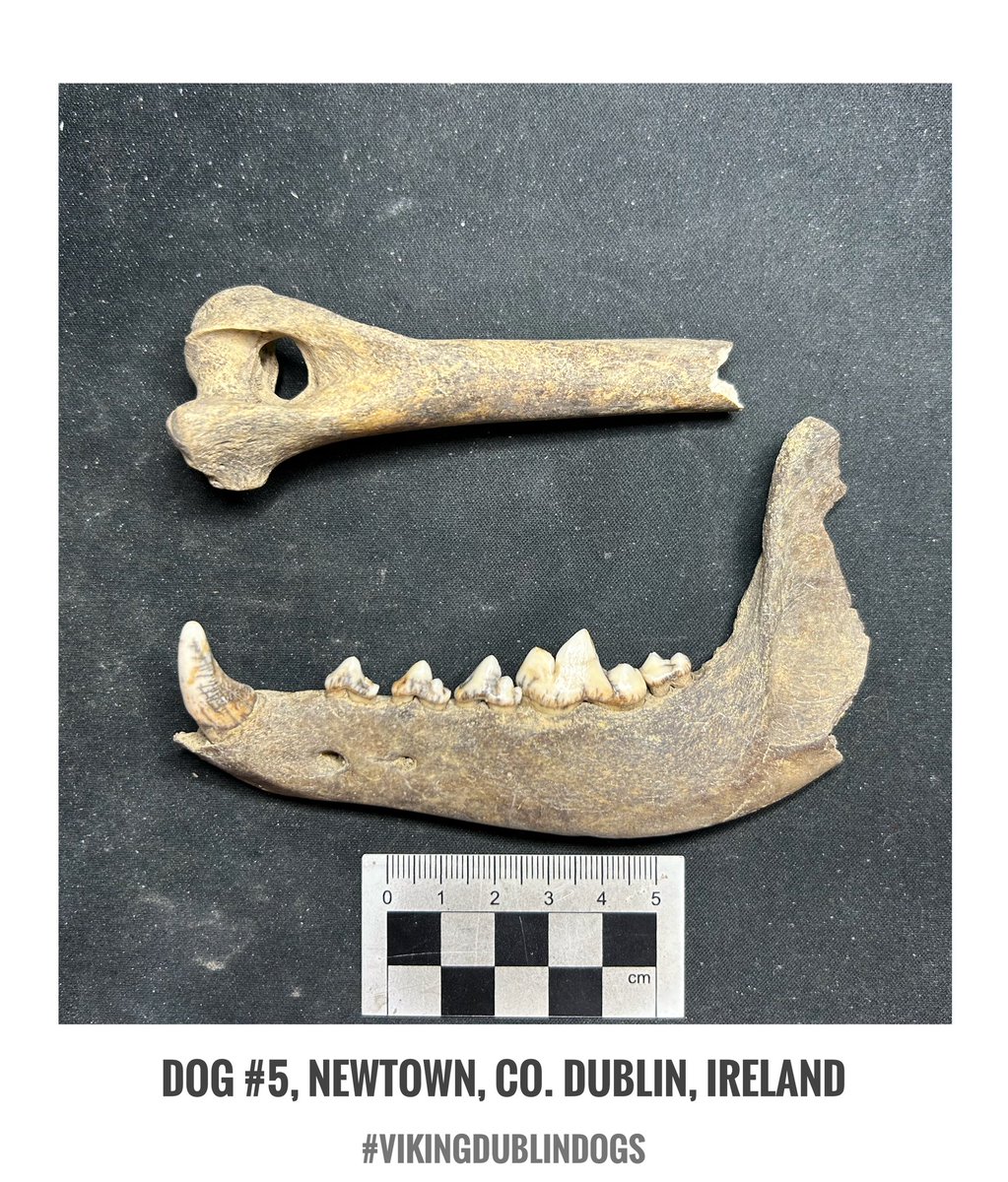 Dog #5 is also from Newtown, Co. Dublin hinterland site. Just a partial humerus fore leg bone and a partial lower jaw with some teeth.  This site did yield a lot of dog skeletal remains. These dogs tend to be in the medium to larger type ranges. #VikingDublinDogs #zooarch #dogs