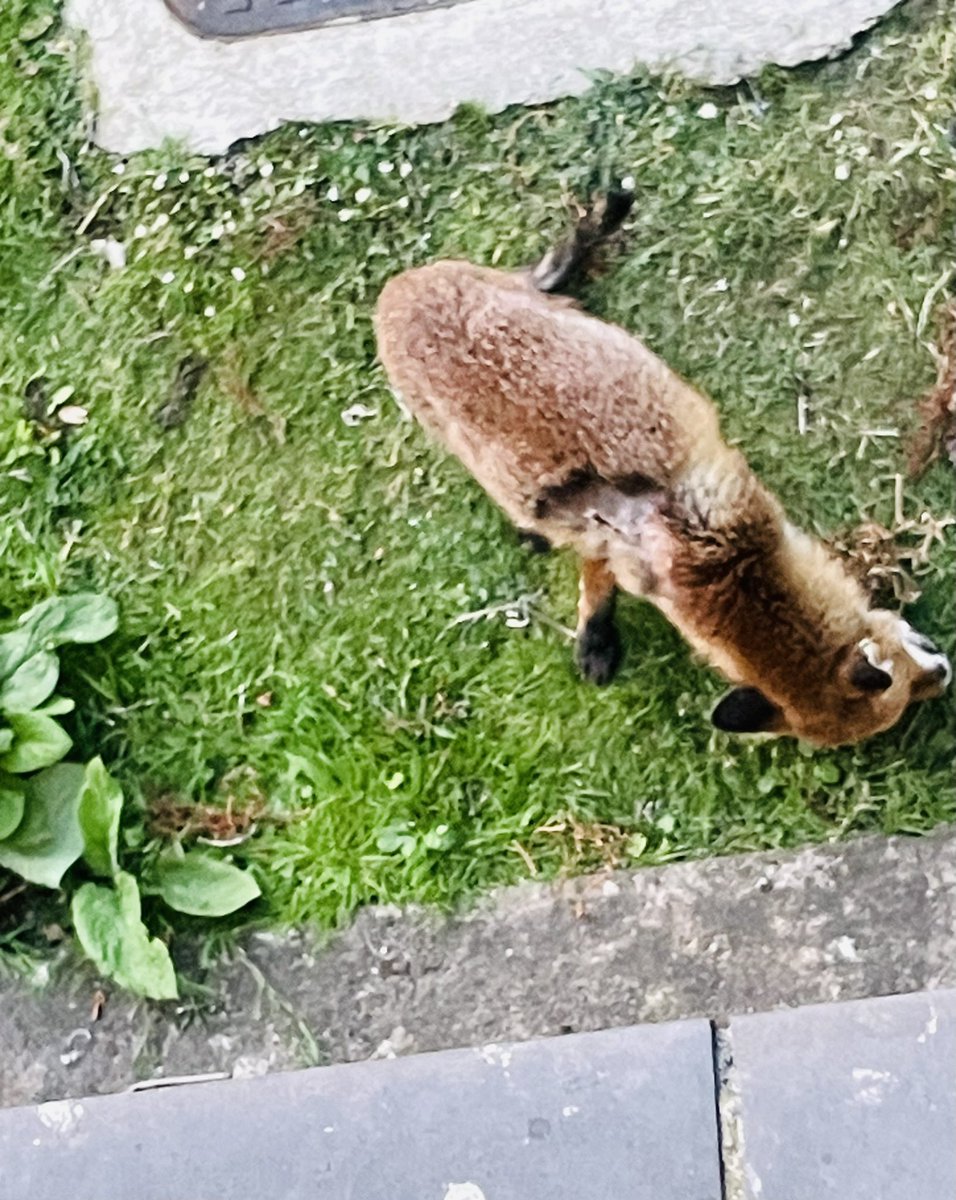 For those of you that remember my fireworks burn victim, things are looking up😀

I’ve medicated him as regularly as he’ll allow😅

The wound has scabbed over which is very promising &amp; he seems much brighter. Not a great photo but trust me, a huge improvement🙏🏽

#BanFireworks 🚫