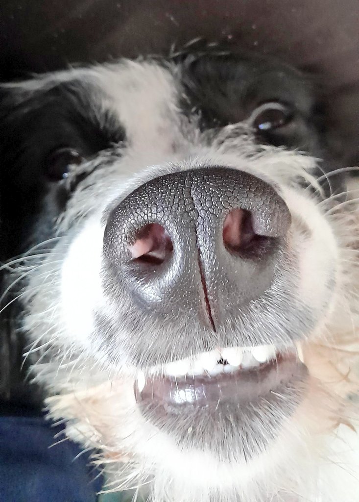 @BetsyAmbassador @PeterEgan6 @GOVUK @DefraGovUK @Jeremy_Hunt @10DowningStreet @dog_rates @RosieDuffield1 @MartynDaySNP @DrLisaCameronMP @Anna_Firth @AP So pleased you're having a wonderful birthday! Rosie sends you a big birthday smile 🐶🐾❤