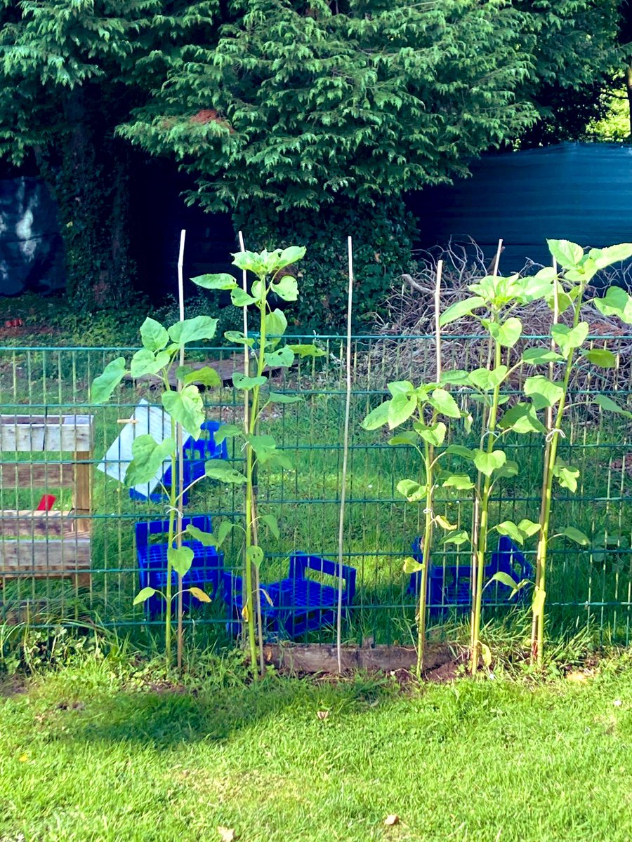 🌻 Congratulations to Bumblebees for growing the tallest sunflowers again this year! 🌻 @branchoutlearn @ecoschoolsaimee @_OLW_ @OlwTorfaen