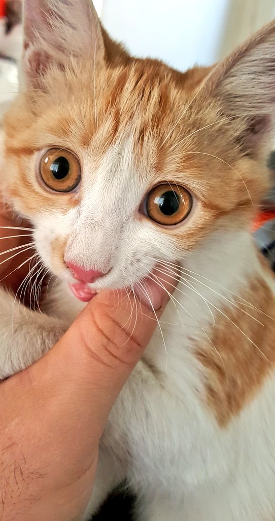 امیرم،پسر علی زاغی tweet media