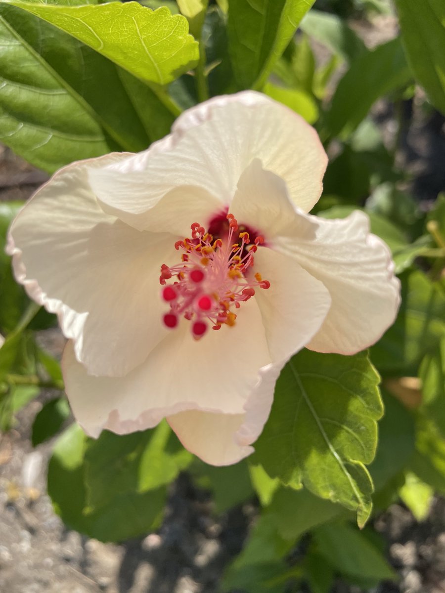 Because I love flowers….