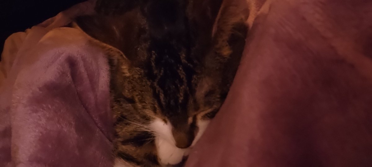 CalvinSchembri2's tweet photo. @ShouldHaveCat Kitty https://t.co/mjzC5rZKra