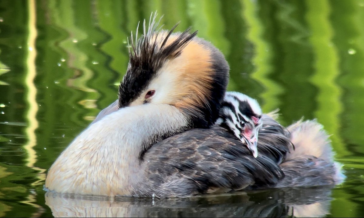 Watchful mom with her baby 🥰 Great Crested Grebes.