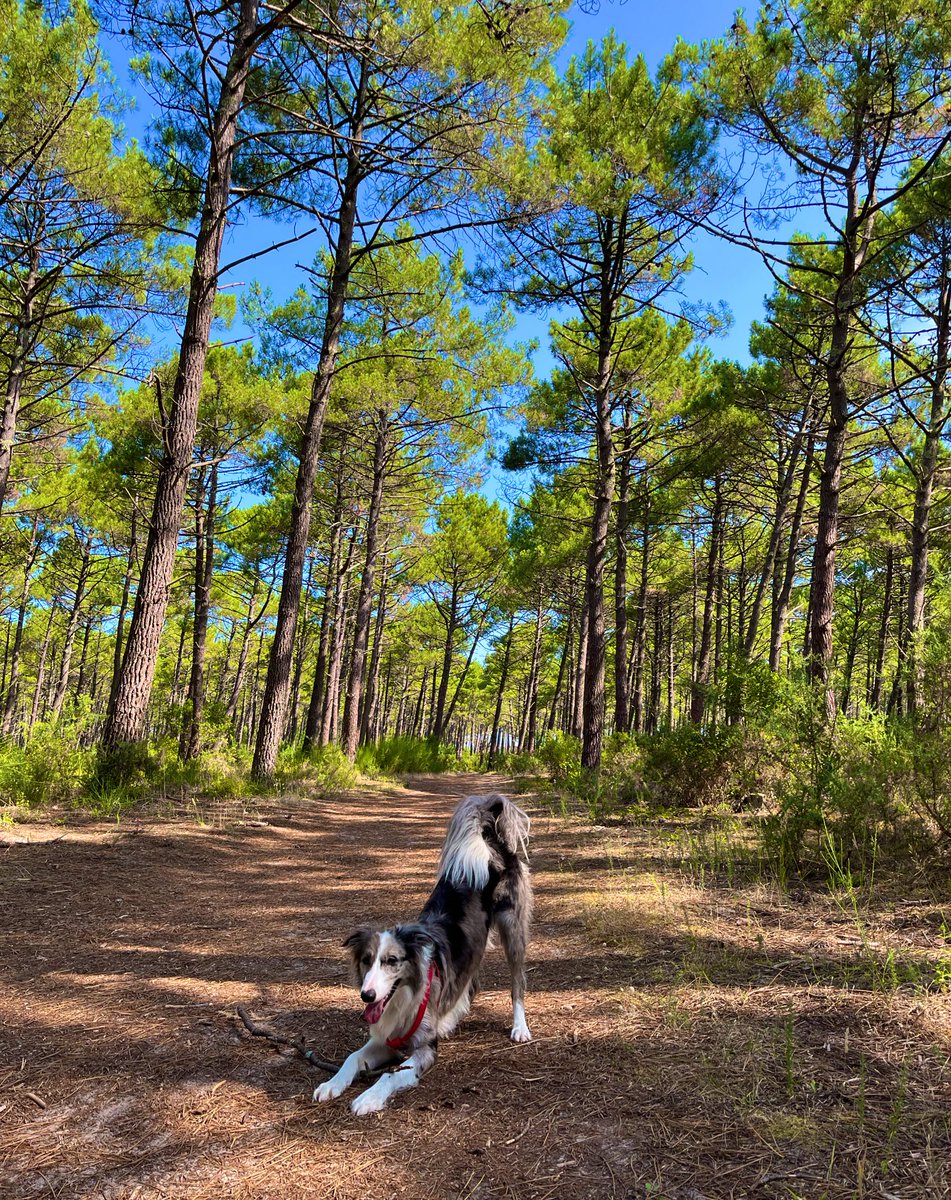Pero si hoy es el #DiaInternacionalDelPerro! Pues ale, una fotito de la mía…