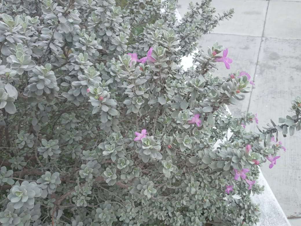 Orlando Cárdenas tweet media