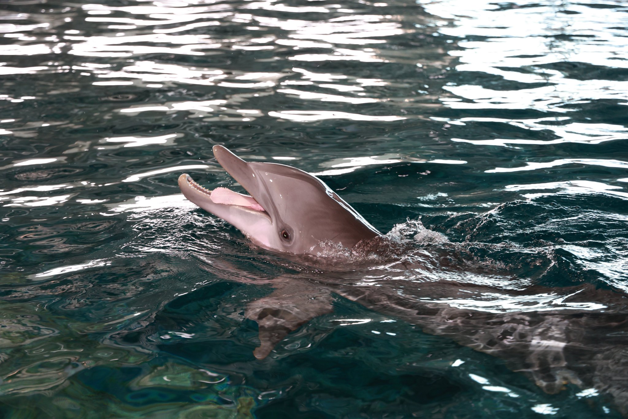 Clearwater Aquarium on Twitter "Caption this photo of Hope! 👅 https//t.co/qCTsQn2wBv" / Twitter