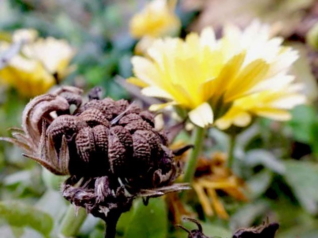 Guerrilla Gardeners tweet media