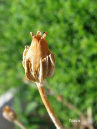 Guerrilla Gardeners tweet media