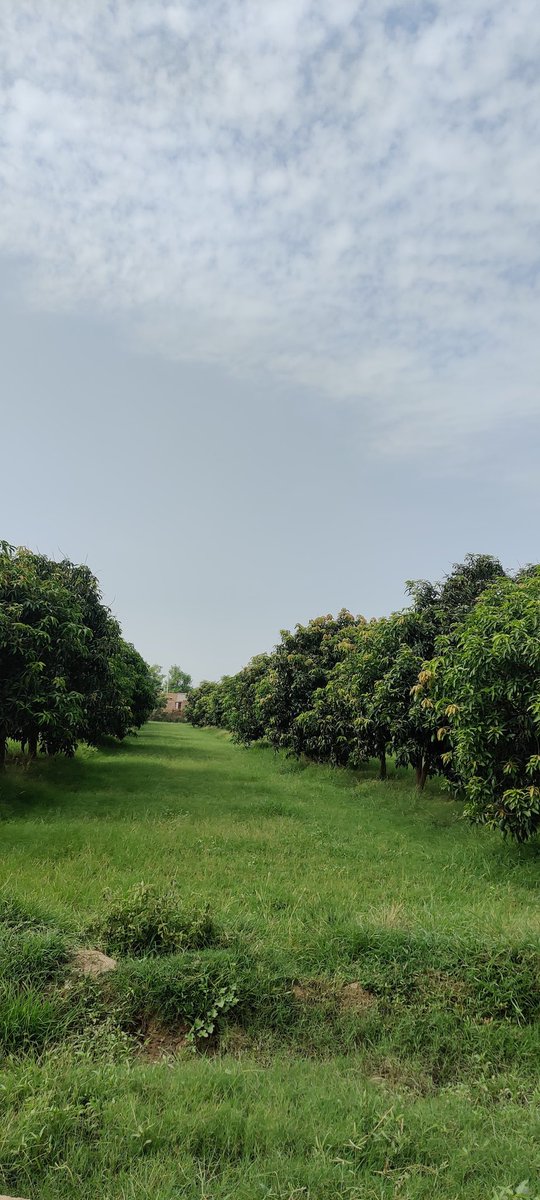 themangocompany's tweet photo. 🌿🏞️ Behold the beauty of well-maintained mango farms! 🥭🌳 The lush greenery stretches as far as the eye can see, with rows of healthy mango trees bearing abundant fruit! 🌿
Let's take a moment to appreciate the efforts that go into cultivating such fruitful landscapes! 🙌🏼🌼 https://t.co/VII2LTQhvK