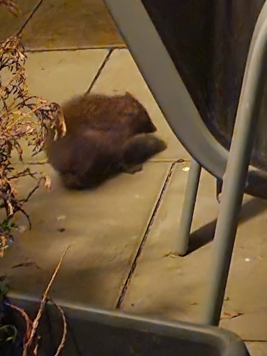 DJ7o9's tweet photo. Any idea what kind of animal that is???  Not a squirrel 
#strangeanimal https://t.co/CHeZ0dnrg3