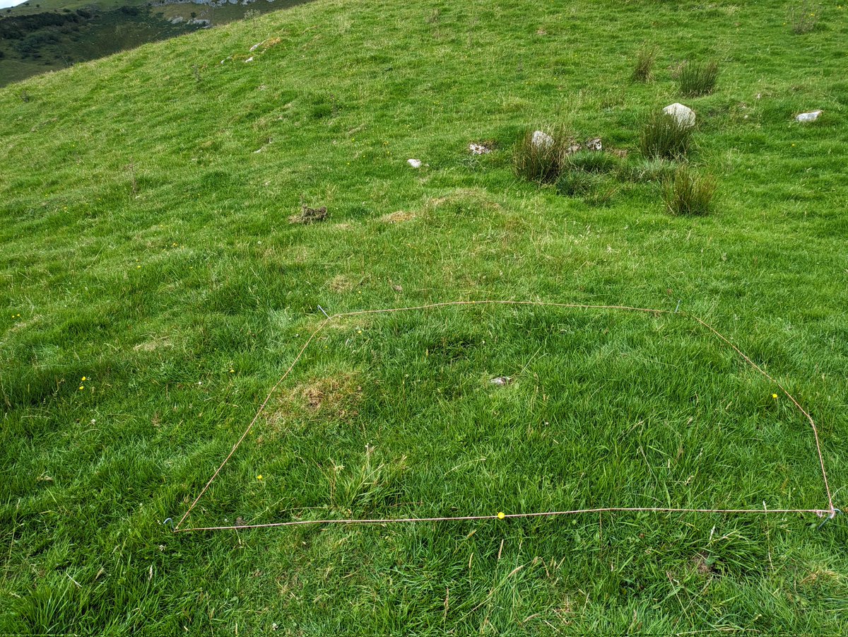 StableGrass Project (@stablegrass) on Twitter photo Great to see the StableGrass fieldwork in full flow with <a href="/Ol_LynchEco/">Olly Lynch Milner</a> and <a href="/phoebeob1/">Phoebe O'Brien</a> assessing the current plant diversity of the sites, <a href="/Icy_Samuel/">Dr. Samuel Hayes</a> collecting the remote sensing data and, and Eoin starting to process plant samples for functional traits! #Grasslands #diversity Great to see the StableGrass fieldwork in full flow with <a href="/Ol_LynchEco/">Olly Lynch Milner</a> and <a href="/phoebeob1/">Phoebe O'Brien</a> assessing the current plant diversity of the sites, <a href="/Icy_Samuel/">Dr. Samuel Hayes</a> collecting the remote sensing data and, and Eoin starting to process plant samples for functional traits! #Grasslands #diversity