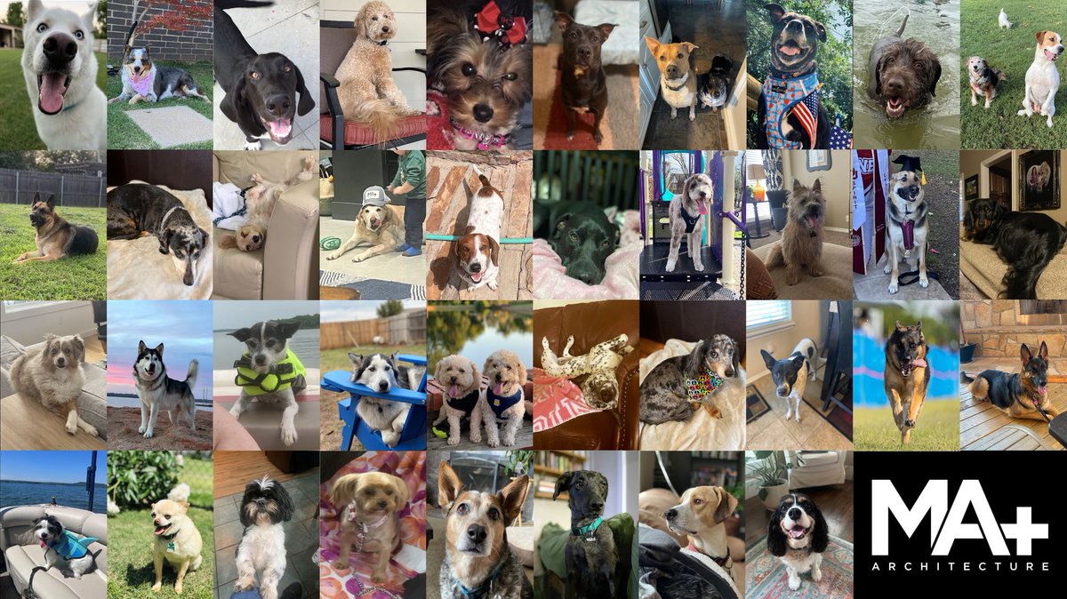 MAplusArch's tweet photo. Celebrating the canine companions of MA+ Architecture! In honor of the Dog Days of Summer, meet the members of our esteemed fur family. We're thrilled to showcase the beloved four-legged friends that bring immeasurable joy to our team! 🌞🐶 https://t.co/v1T96yhyaD