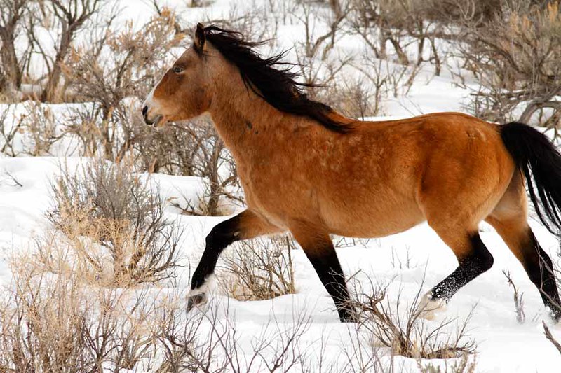 Bruce Larkin really cringes when his children’s book writing process crosses path with a #controversial subject. In a book he is researching, wild #horses must be accurately described as a non-native invasive #species.
