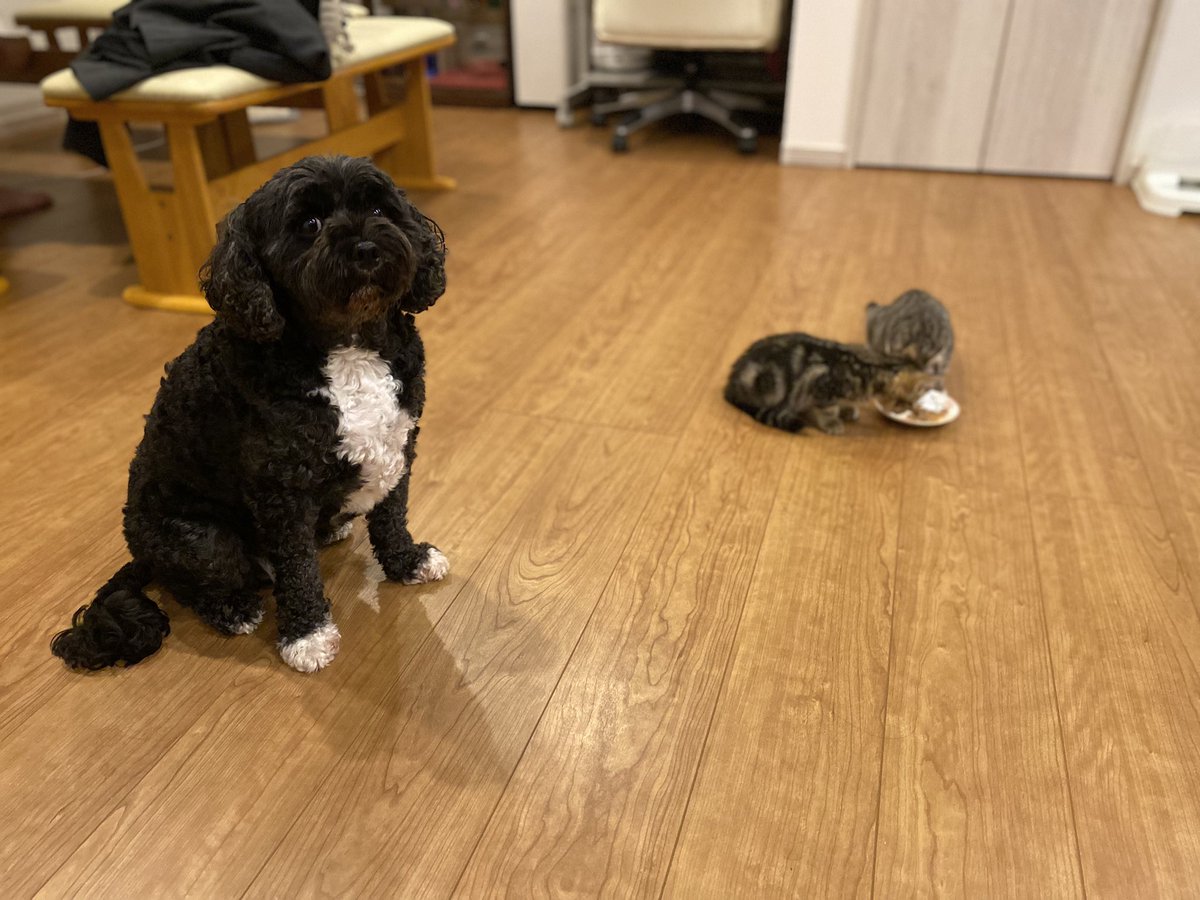 3cats3Sp's tweet photo. 横目のアピール😒
#保護猫 
#保護犬
#里親
#猫
#犬
#キャバプー https://t.co/WIjamHTTUQ