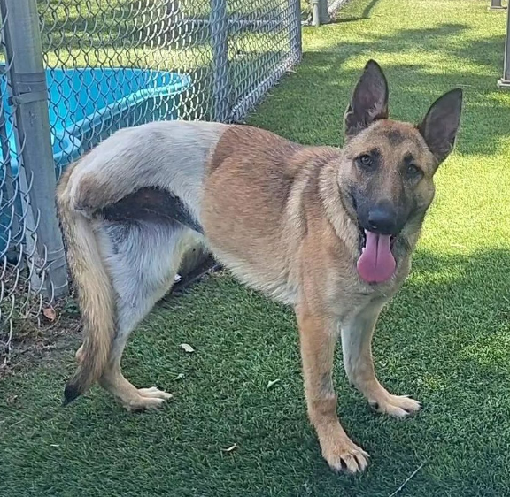 mapleveewesem's tweet photo. 😀Beside Logan making it out yesterday, we also had pitty girl TESS &amp; young gsd Alesssia adopted.  And a big fanfare because tripod gsd Sweetness was adopted too!🎉🎉 She had a rescue coming for her, but the adopter got there first 🥰 Makes up a little for losing tripod Coco 😢 https://t.co/35gtHzPNGd