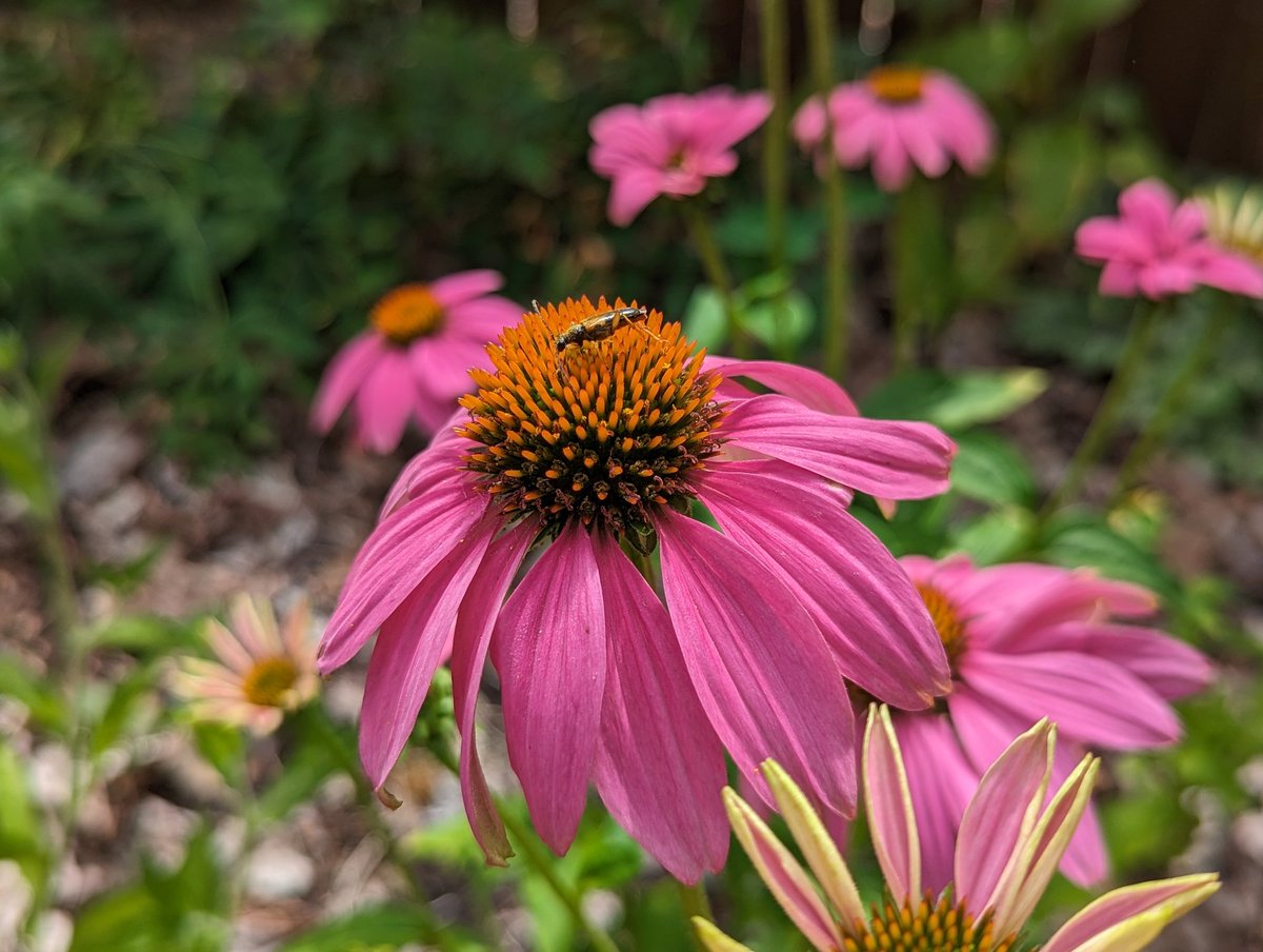 Brittfischer99's tweet photo. The backyard garden
#FlowersOnFriday https://t.co/W2OMn4Kljs