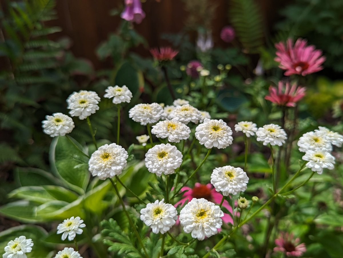 Brittfischer99's tweet photo. The backyard garden
#FlowersOnFriday https://t.co/W2OMn4Kljs