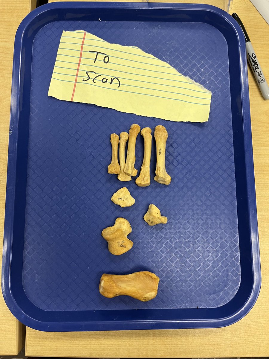 EmilyNisch's tweet image. Scanning bear paw bones for my ⁦@MSUMuseum⁩ collections internship. Thanks again to the ⁦@MSU_dhilab⁩ for the use of its structured light scanners. Stay tuned for the results of my project!