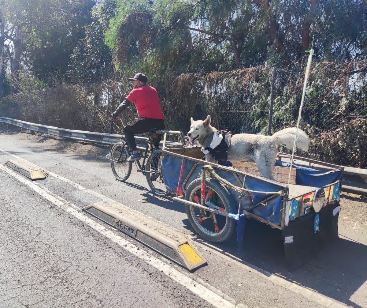 bitlamx's tweet photo. ¡¡Feliz día mundial del perro!! 🐶🐕🚲

homenajeamos a estos hermosos, leales y fieles compañeros que llenan de amor nuestras vidas.

#BitlaMX #CiclistadeBarrio #BiciTláhuac #Bitla #Tláhuac https://t.co/byYv4FNZol